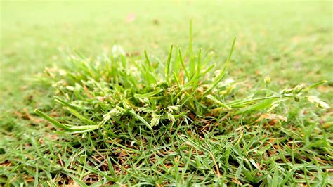 POA .